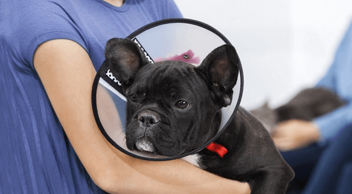 Spay-Neuter small black dog in cone being held by owner