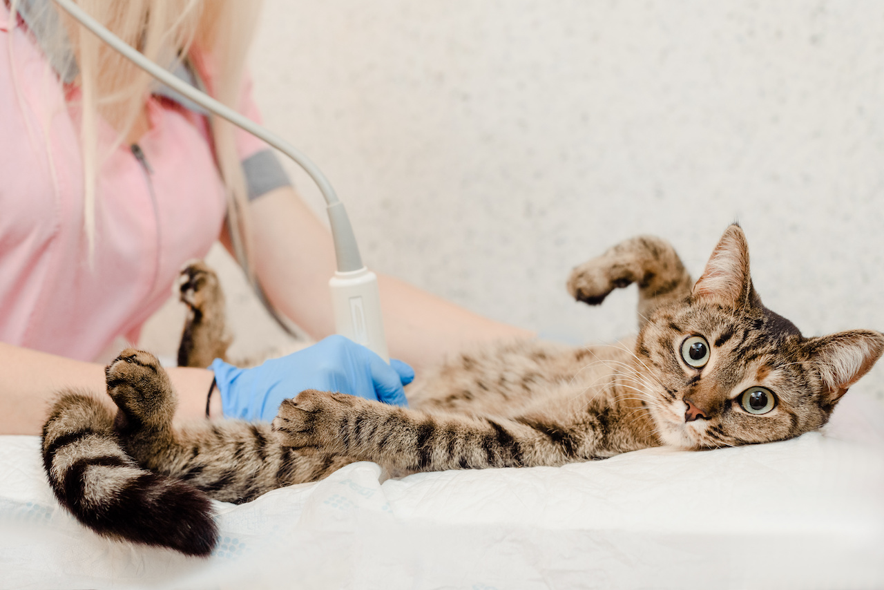 Cat on ultrasound scan Cute cat having ultrasound scan in vet clinic