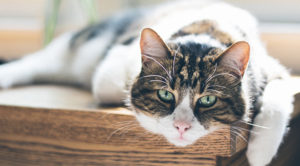 cat laying on table with head and paw sticking over side