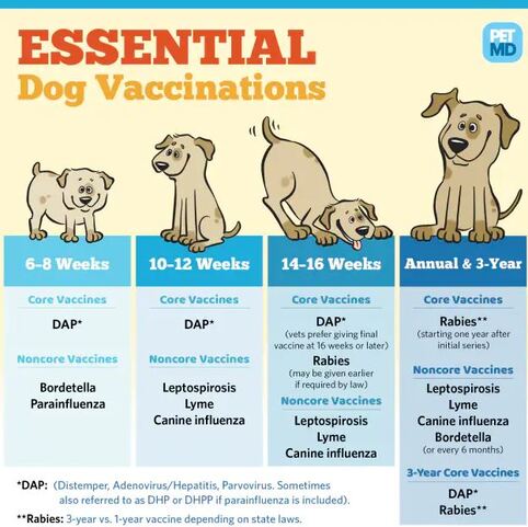 how long do dog vaccinations take to work