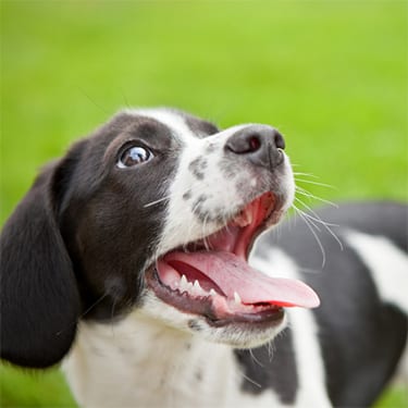 happy-dog